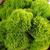 Green_Trick_Dianthus